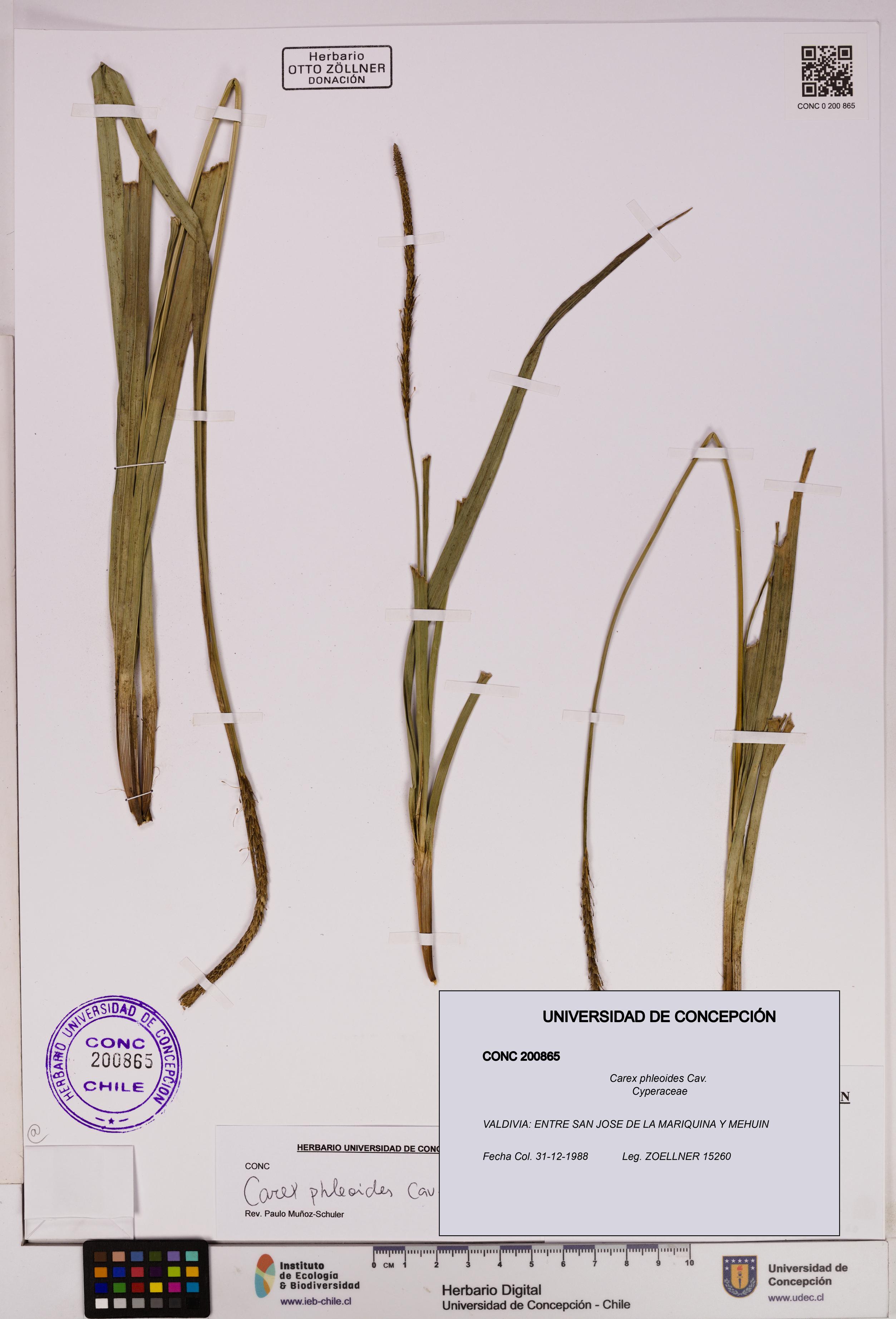 Carex phleoides [Espécimen: UDEC:CONC:0200865]