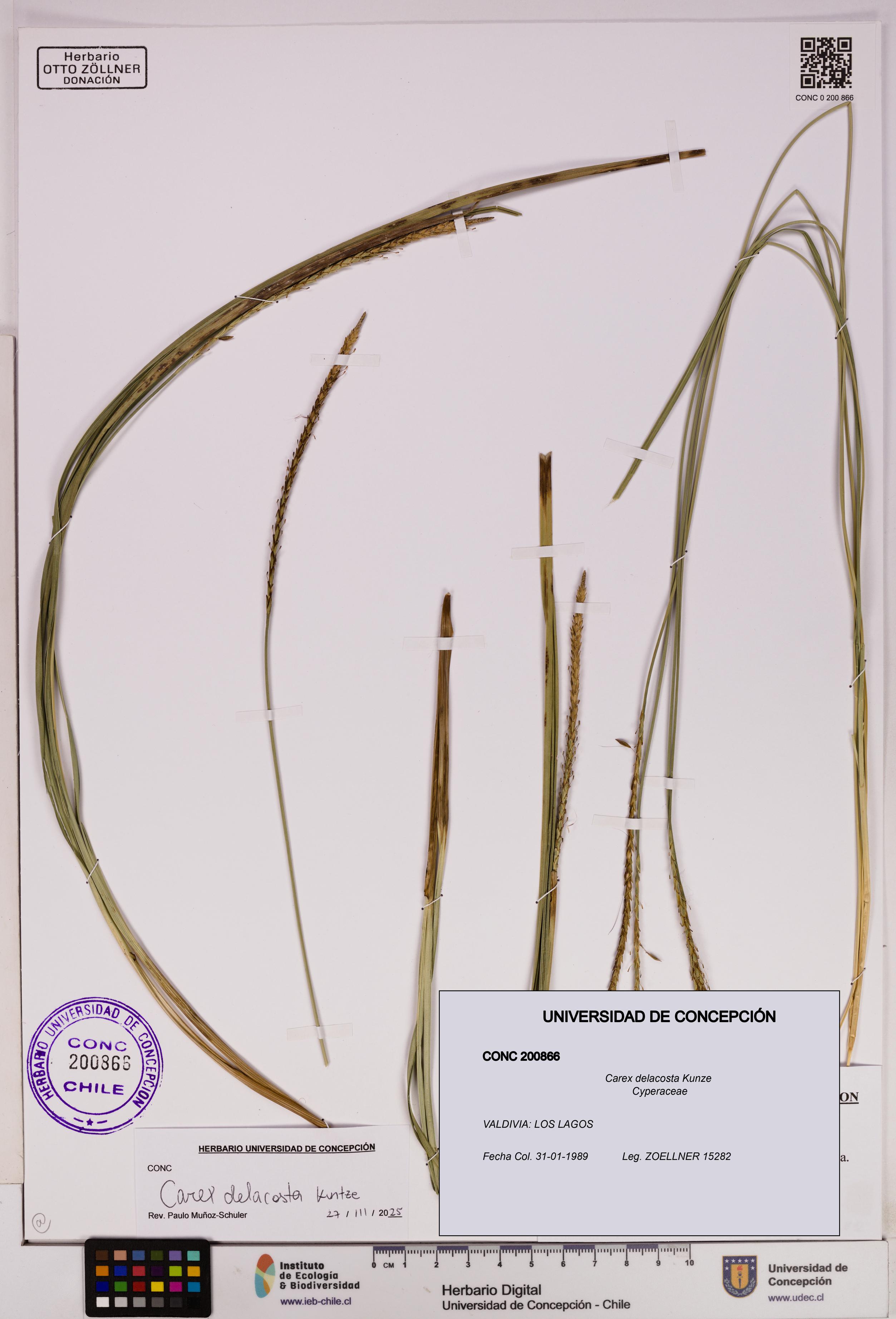 Carex delacosta [Espécimen: UDEC:CONC:0200866]