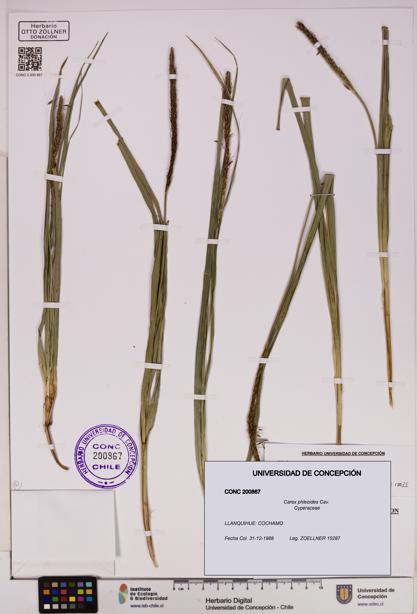 Carex phleoides [Espécimen: UDEC:CONC:0200867]