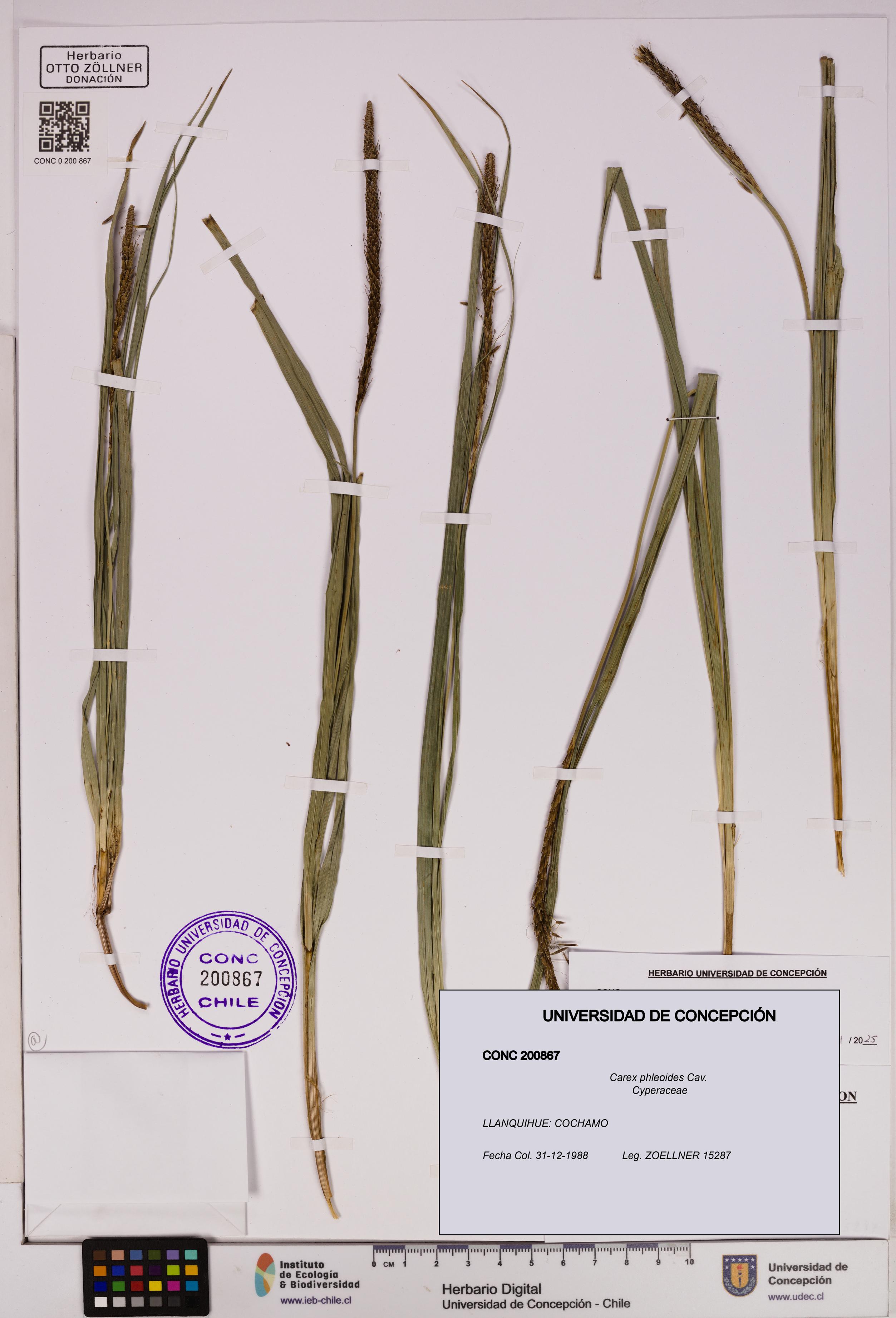 Carex phleoides [Espécimen: UDEC:CONC:0200867]