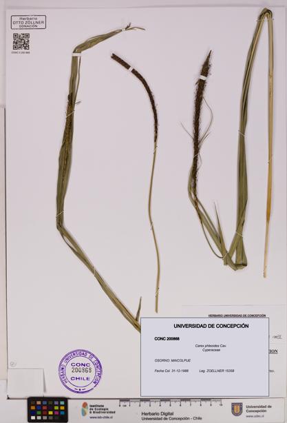 Carex phleoides [Espécimen: UDEC:CONC:0200868]