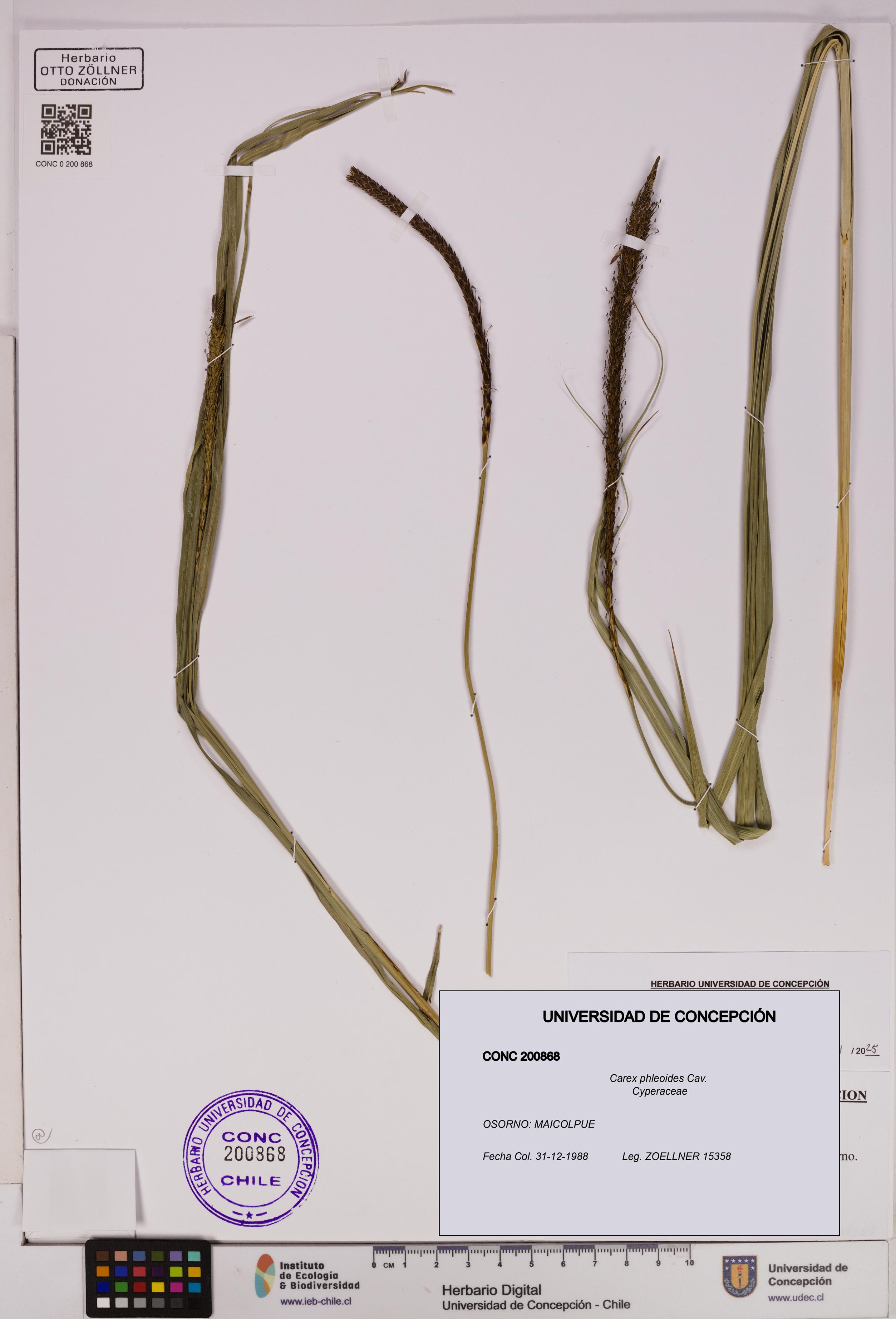 Carex phleoides [Espécimen: UDEC:CONC:0200868]