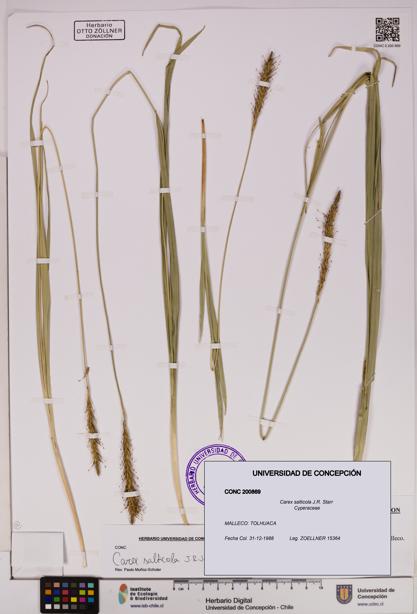 Carex salticola [Espécimen: UDEC:CONC:0200869]