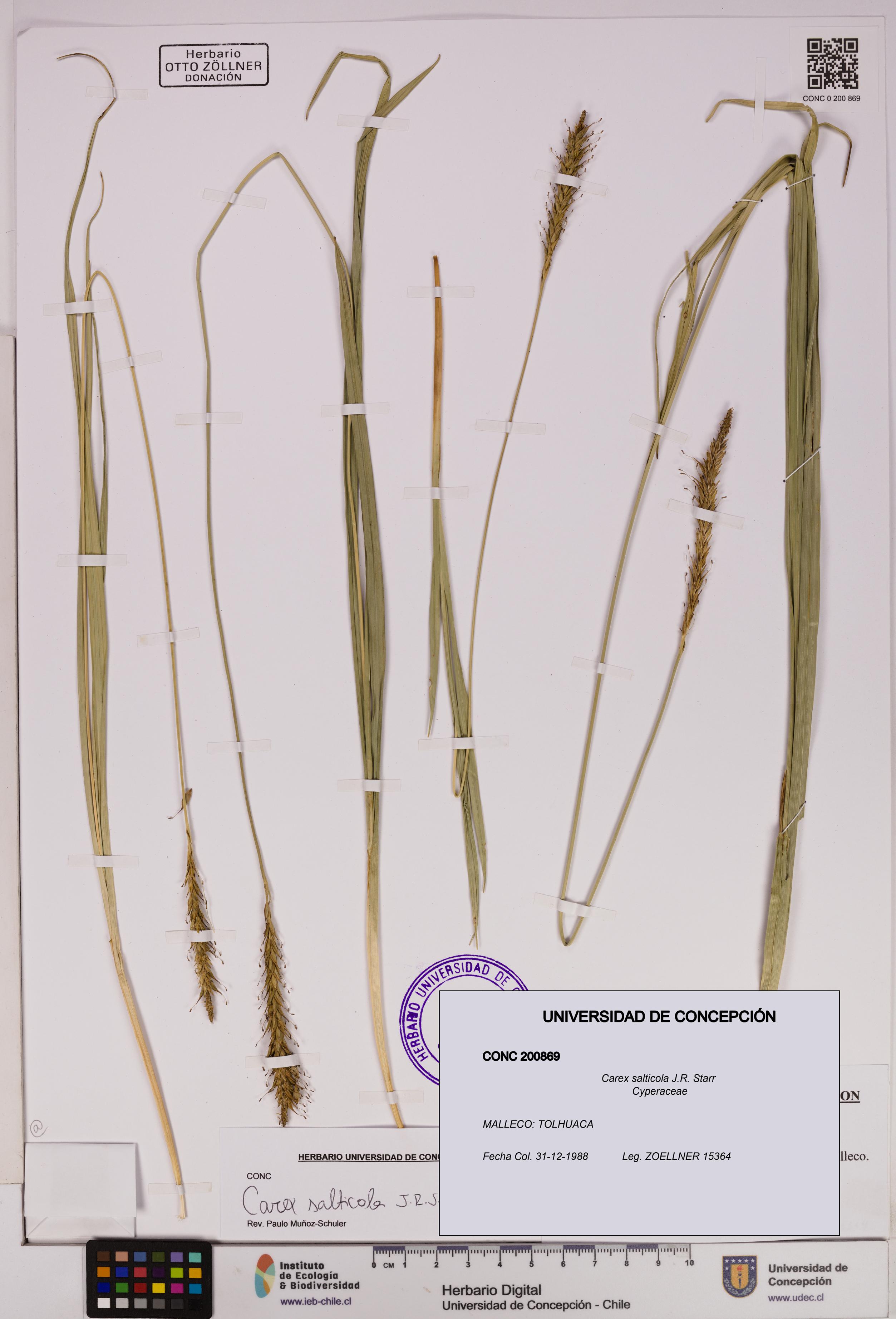 Carex salticola [Espécimen: UDEC:CONC:0200869]