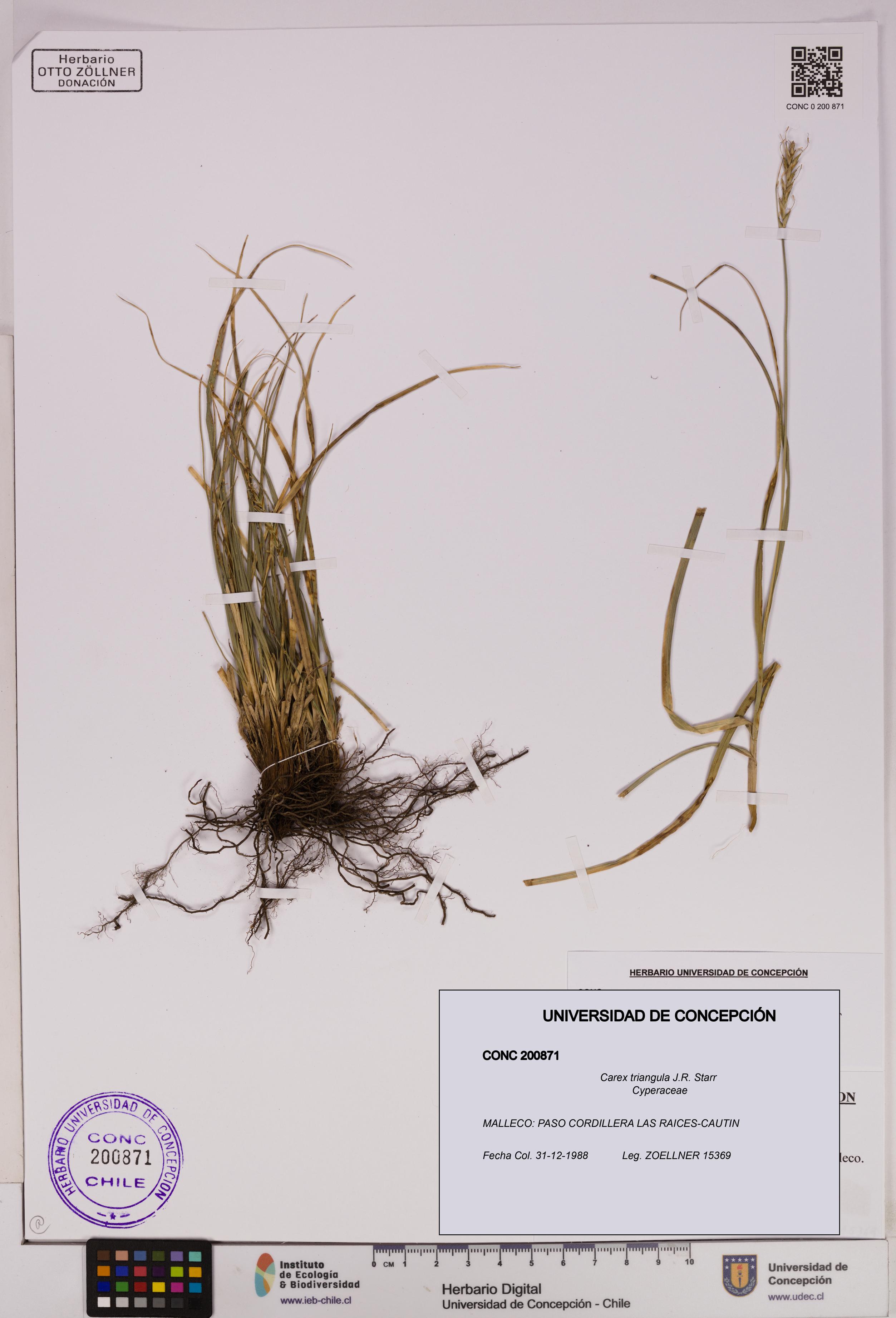Carex triangula [Espécimen: UDEC:CONC:0200871]