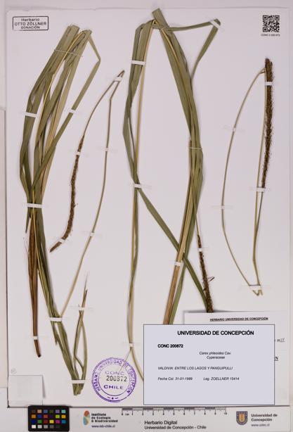 Carex phleoides [Espécimen: UDEC:CONC:0200872]