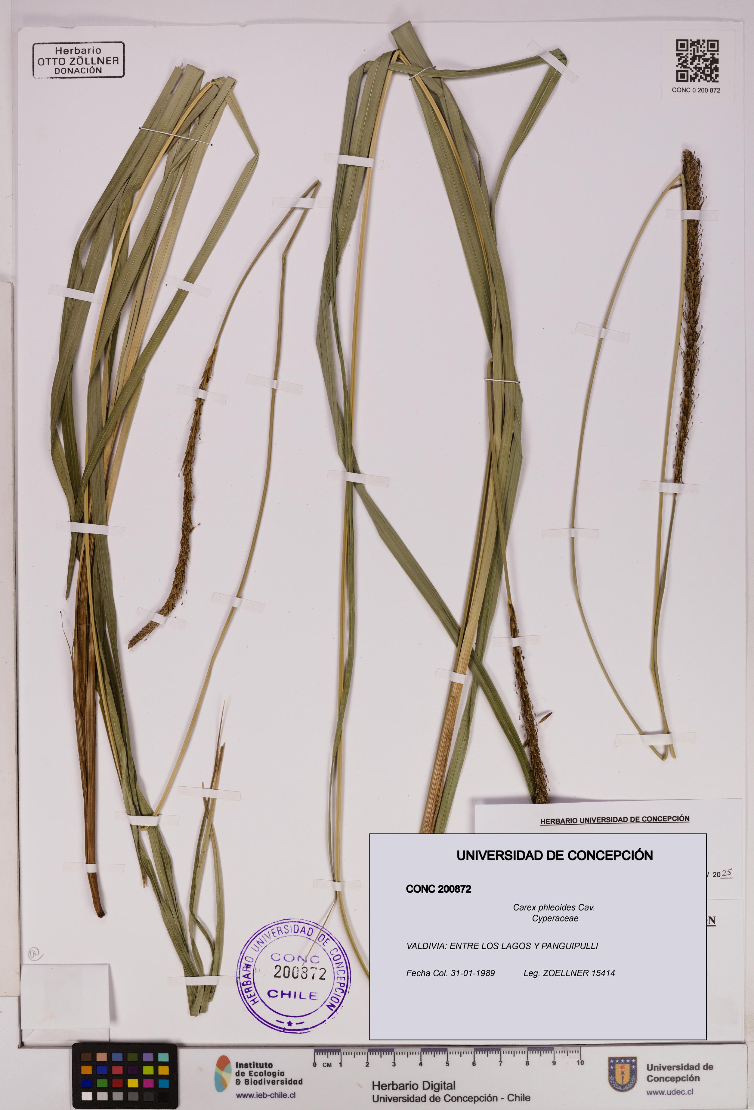 Carex phleoides [Espécimen: UDEC:CONC:0200872]