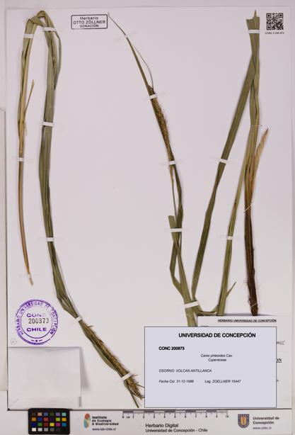 Carex phleoides [Espécimen: UDEC:CONC:0200873]