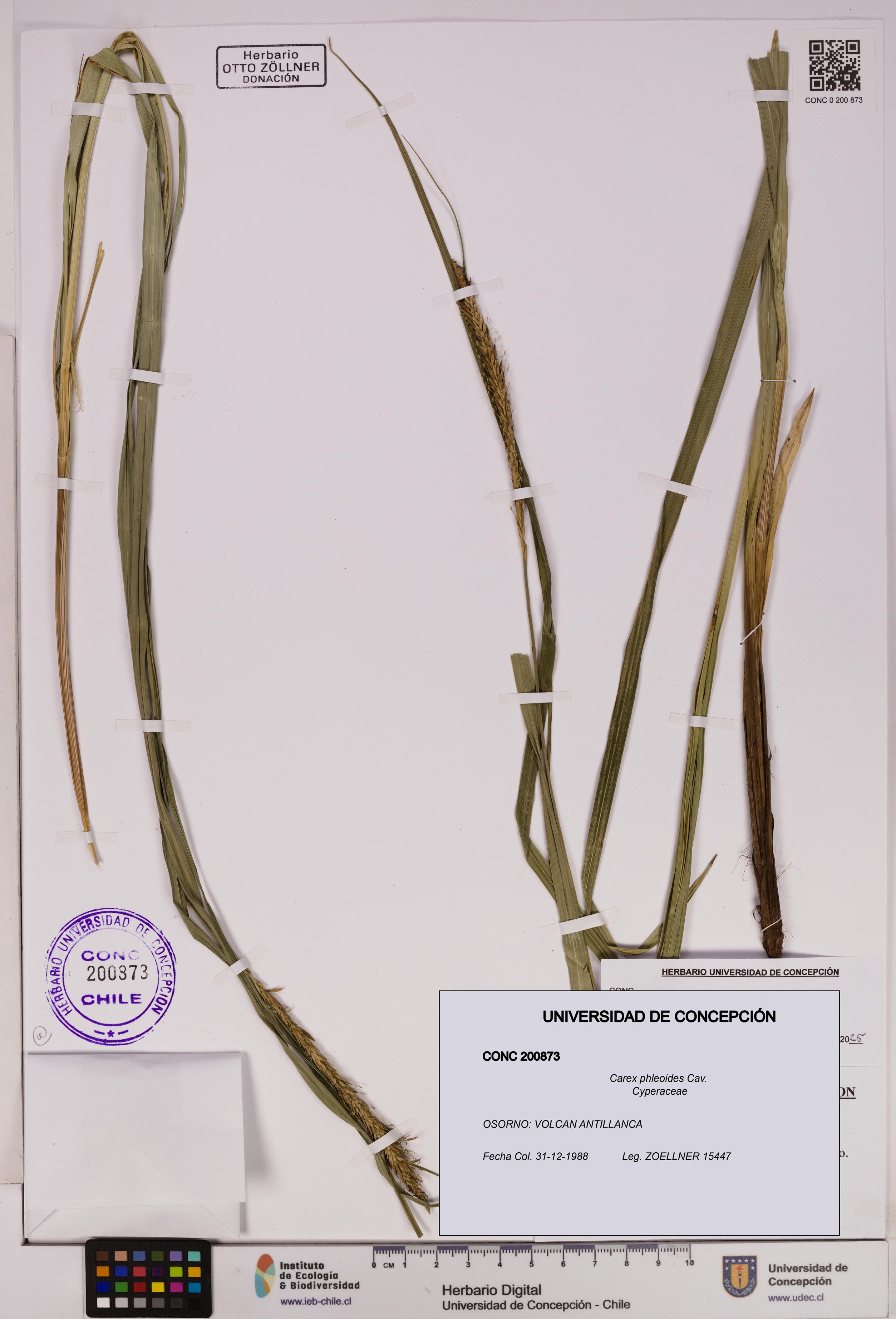 Carex phleoides [Espécimen: UDEC:CONC:0200873]