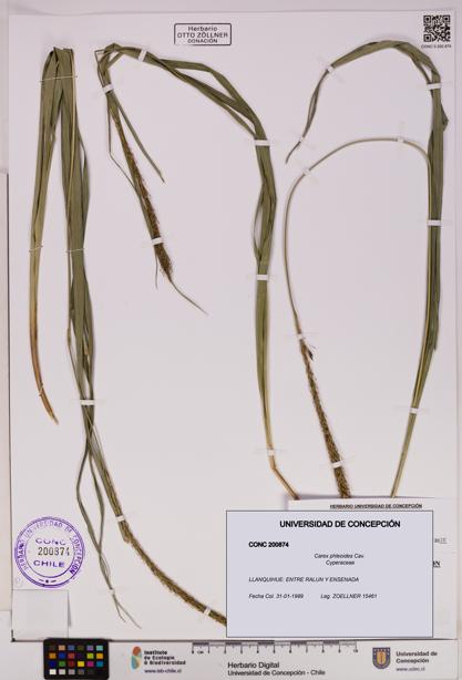 Carex phleoides [Espécimen: UDEC:CONC:0200874]