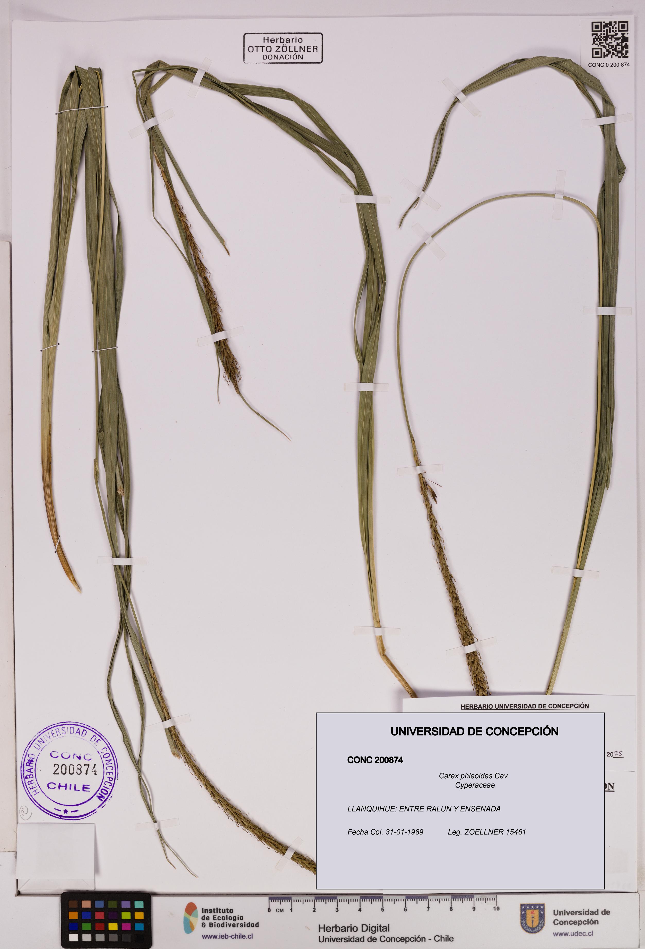 Carex phleoides [Espécimen: UDEC:CONC:0200874]