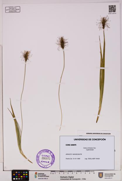 Carex erinacea [Espécimen: UDEC:CONC:0200875]