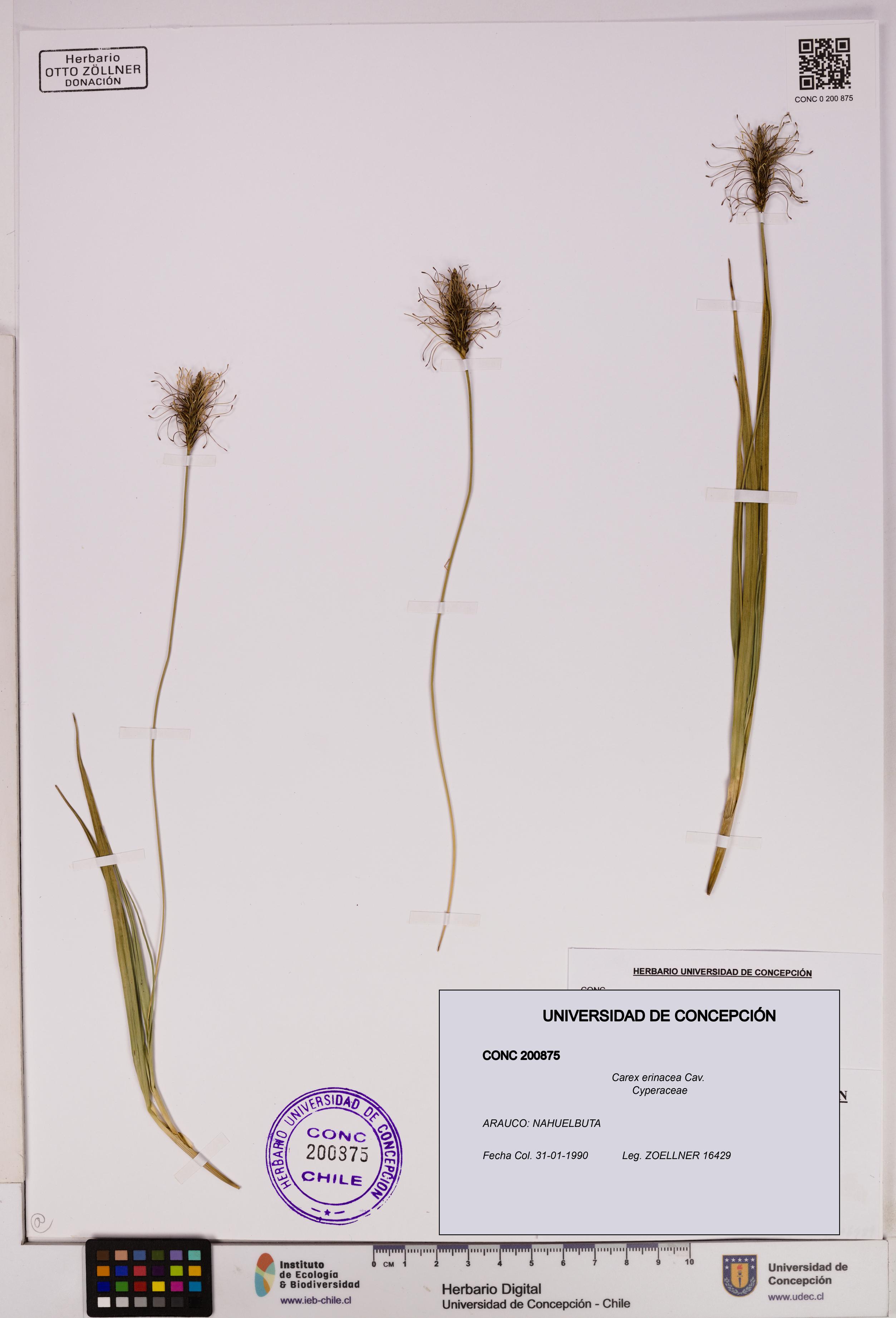 Carex erinacea [Espécimen: UDEC:CONC:0200875]