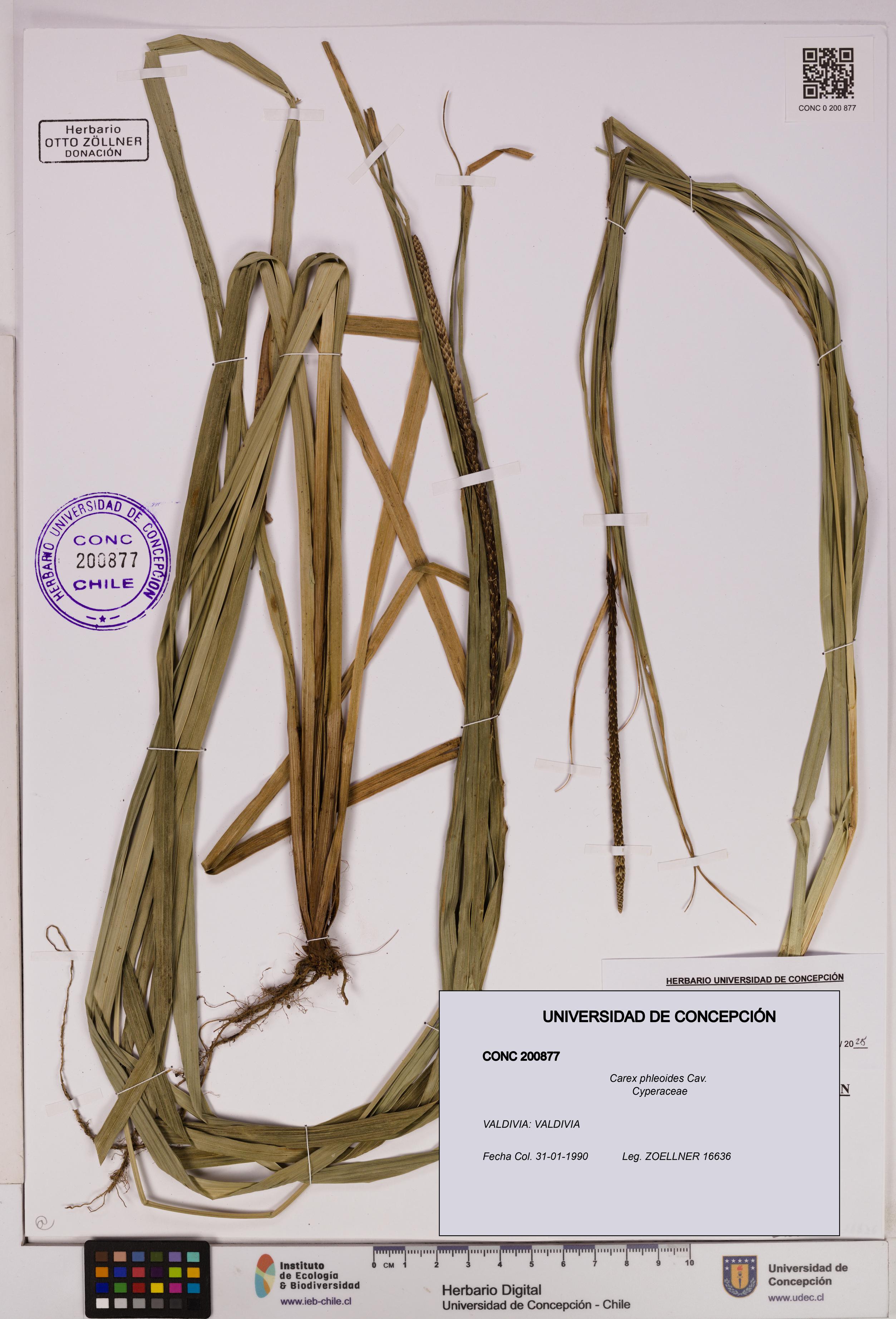 Carex phleoides [Espécimen: UDEC:CONC:0200877]