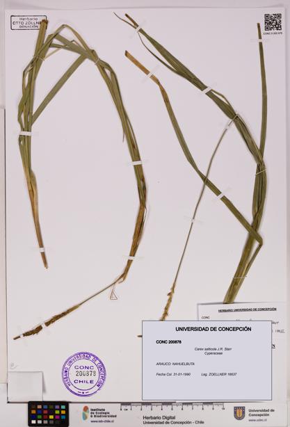Carex salticola [Espécimen: UDEC:CONC:0200878]