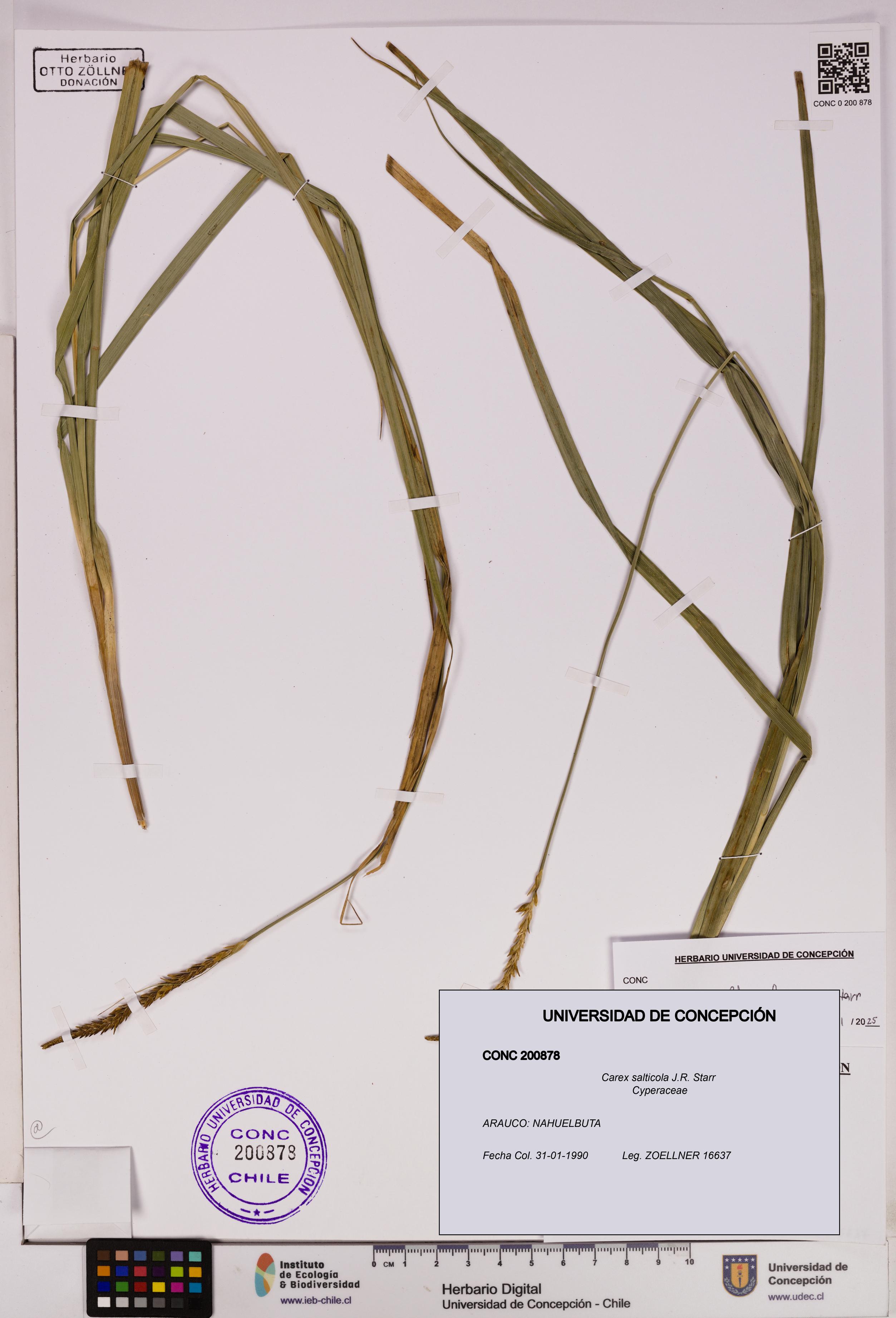 Carex salticola [Espécimen: UDEC:CONC:0200878]
