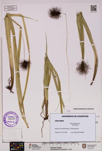Carex erinacea [Espécimen: UDEC:CONC:0200879]
