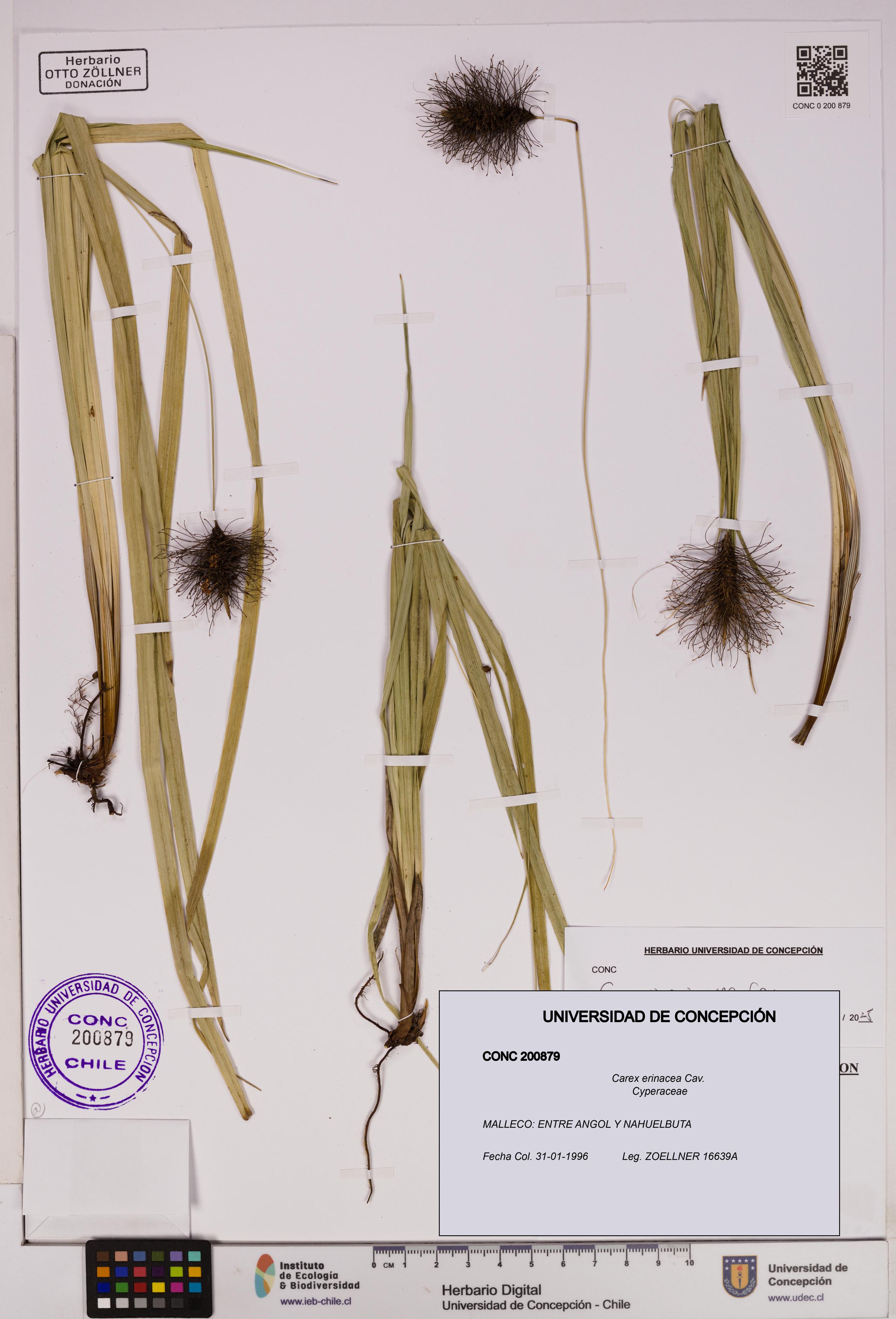 Carex erinacea [Espécimen: UDEC:CONC:0200879]