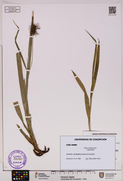 Carex erinacea [Espécimen: UDEC:CONC:0200880]