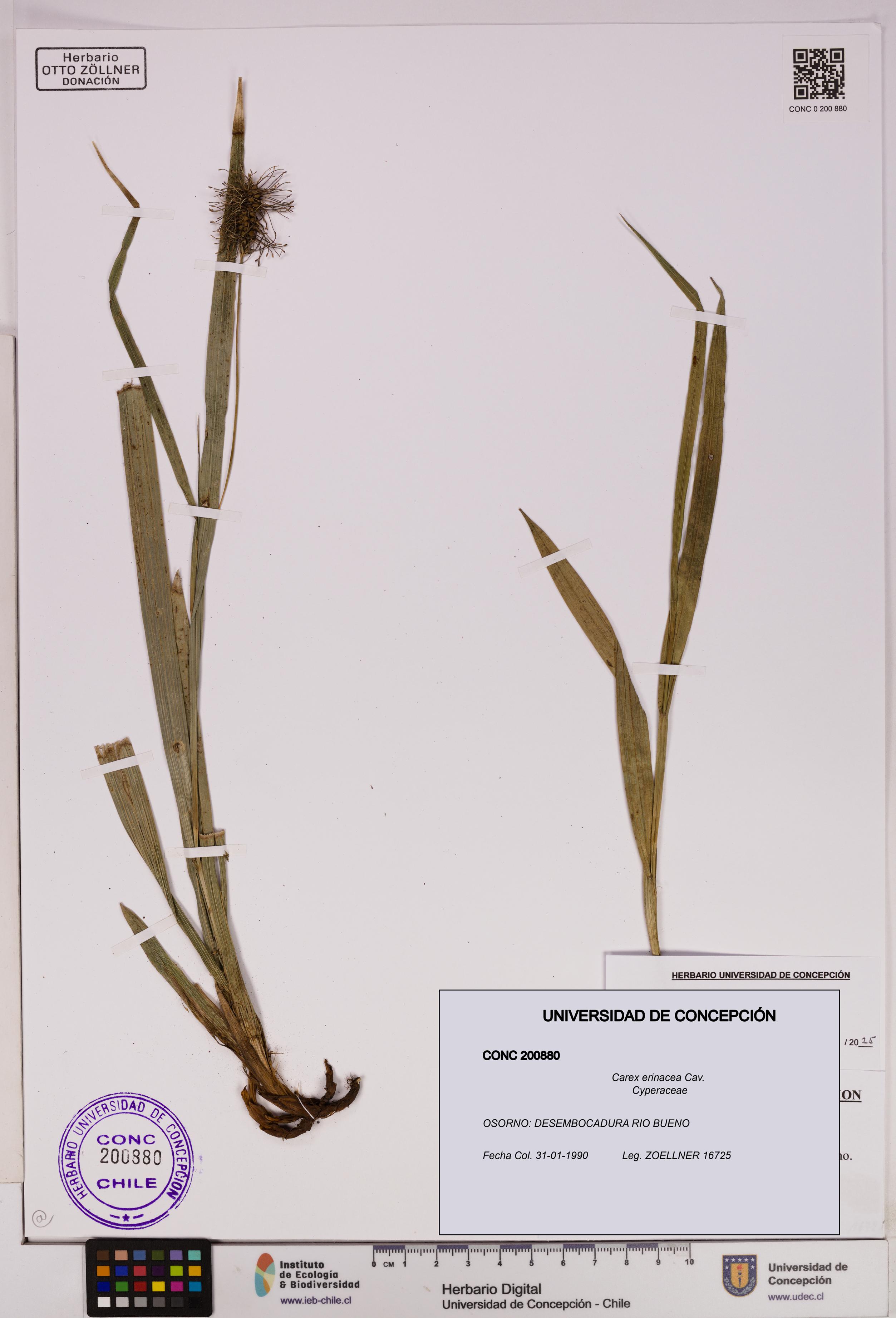 Carex erinacea [Espécimen: UDEC:CONC:0200880]