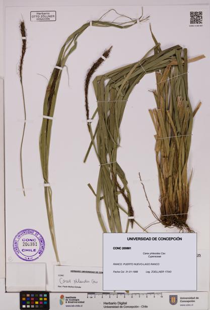 Carex phleoides [Espécimen: UDEC:CONC:0200881]