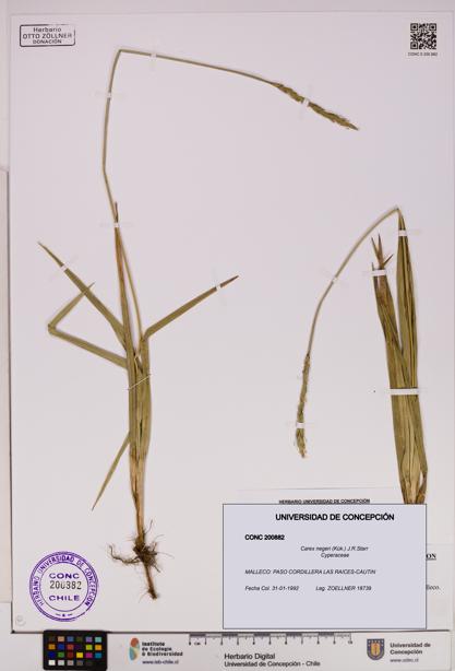 Carex negeri [Espécimen: UDEC:CONC:0200882]