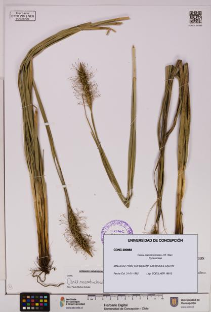 Carex macrotrichoides [Espécimen: UDEC:CONC:0200883]