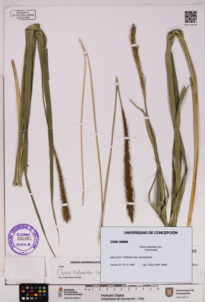 Carex phleoides [Espécimen: UDEC:CONC:0200884]