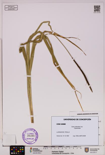 Carex phleoides [Espécimen: UDEC:CONC:0200885]