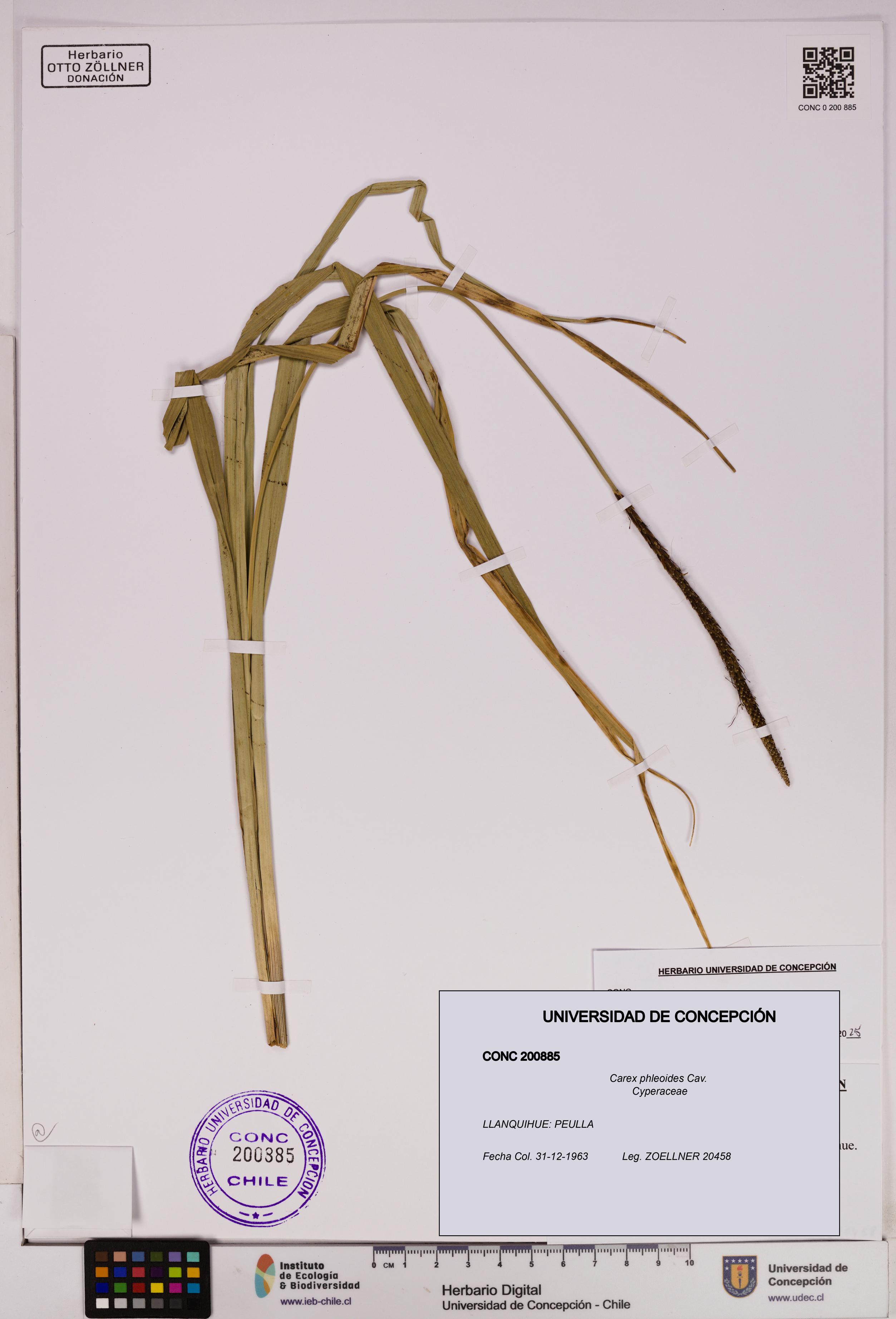 Carex phleoides [Espécimen: UDEC:CONC:0200885]