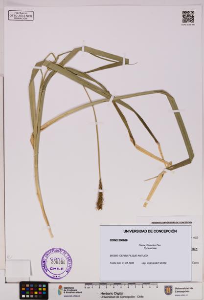 Carex phleoides [Espécimen: UDEC:CONC:0200886]