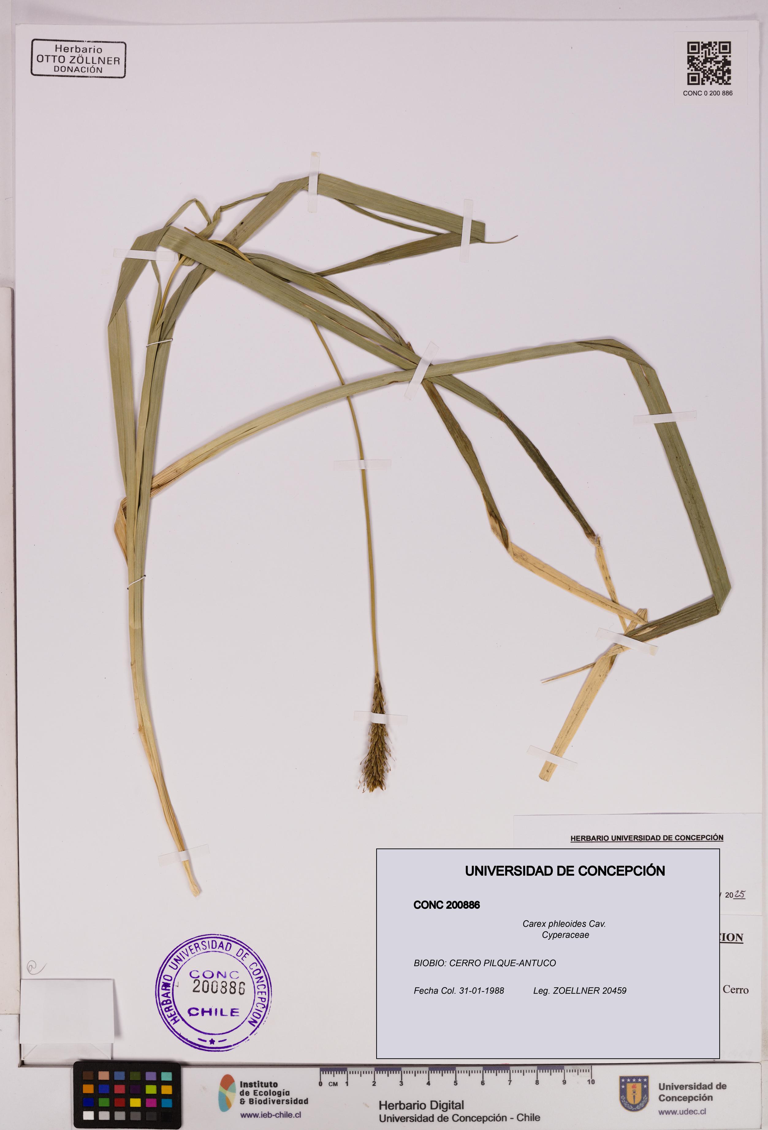 Carex phleoides [Espécimen: UDEC:CONC:0200886]