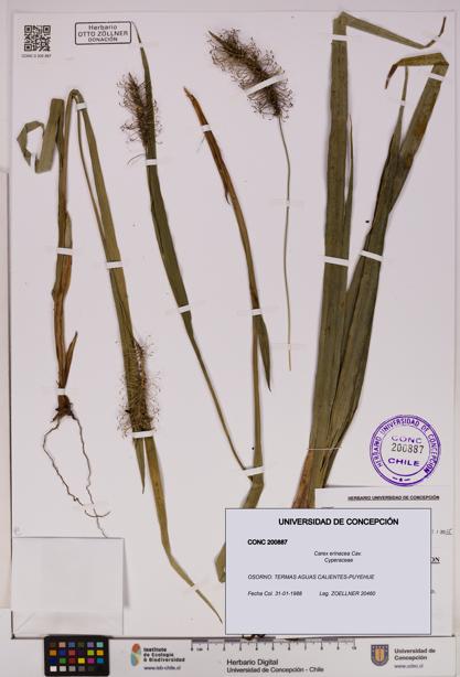 Carex erinacea [Espécimen: UDEC:CONC:0200887]