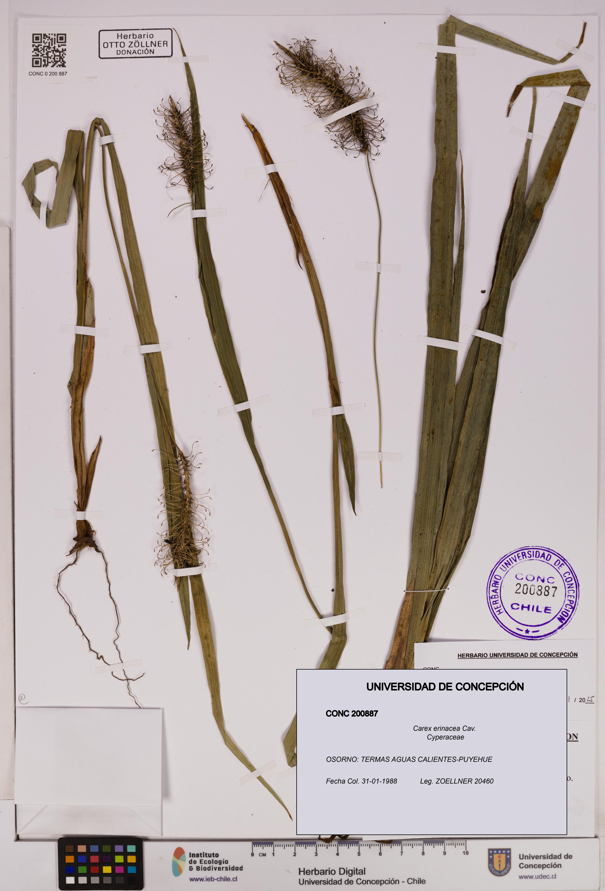 Carex erinacea [Espécimen: UDEC:CONC:0200887]