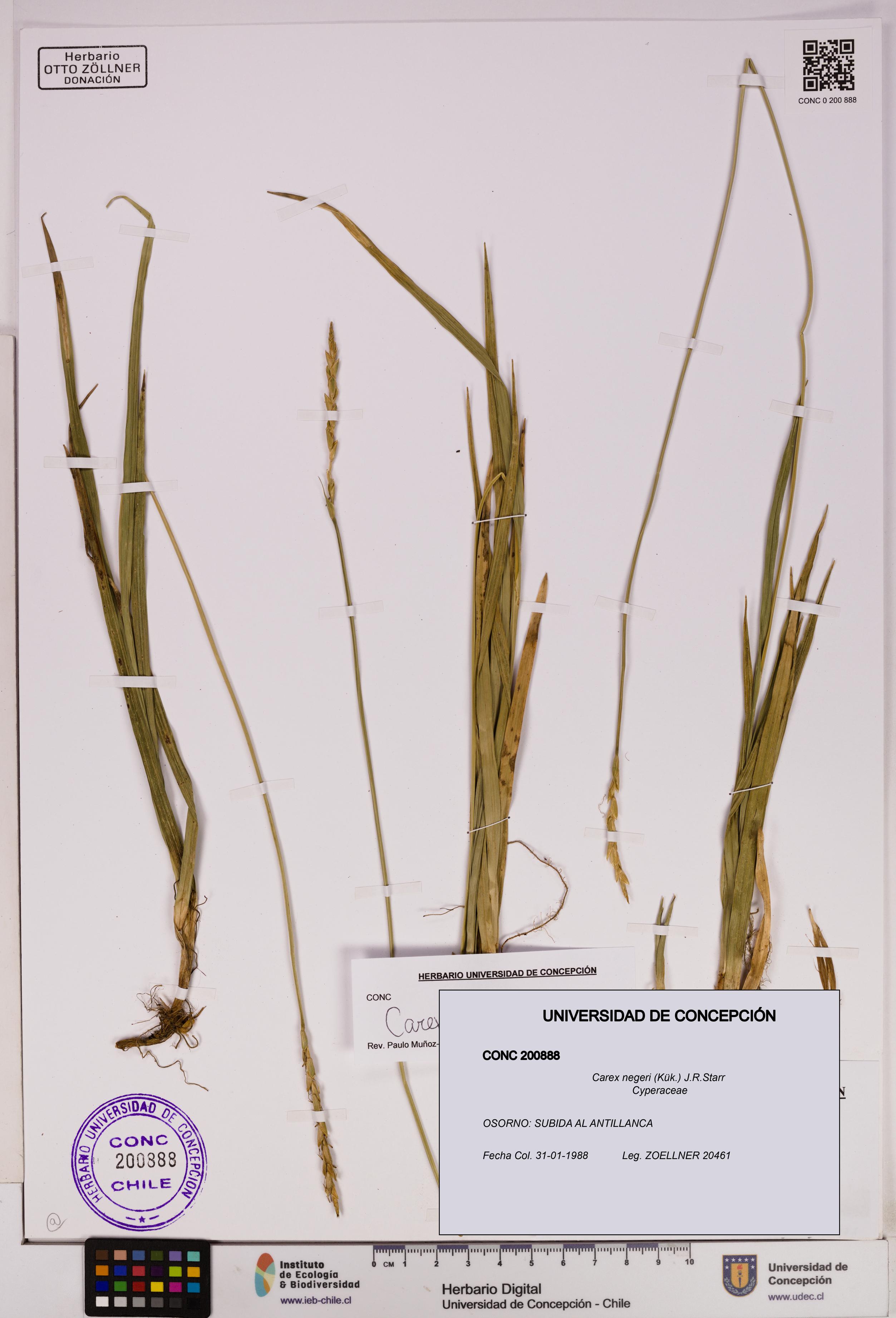 Carex negeri [Espécimen: UDEC:CONC:0200888]