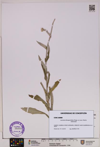 Leucheria lithospermifolia [Espécimen: UDEC:CONC:0200890]