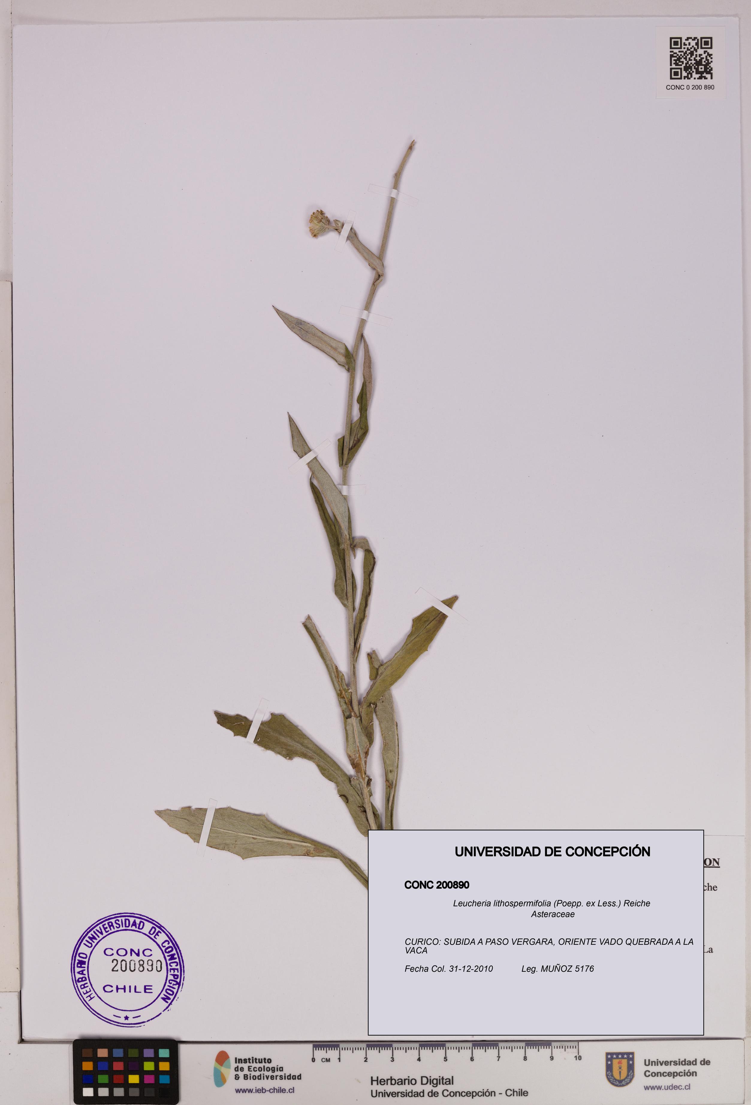 Leucheria lithospermifolia [Espécimen: UDEC:CONC:0200890]