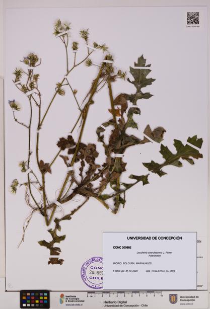 Leucheria coerulescens [Espécimen: UDEC:CONC:0200892]