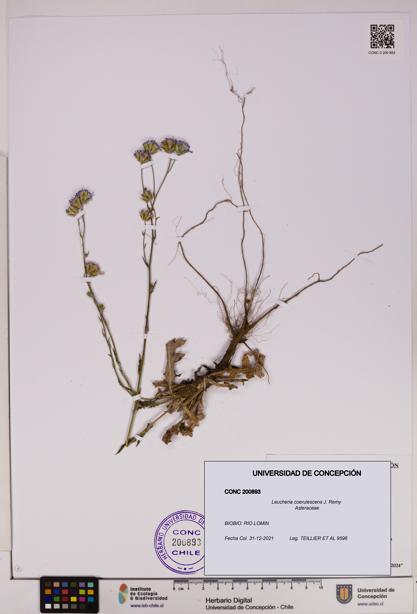 Leucheria coerulescens [Espécimen: UDEC:CONC:0200893]