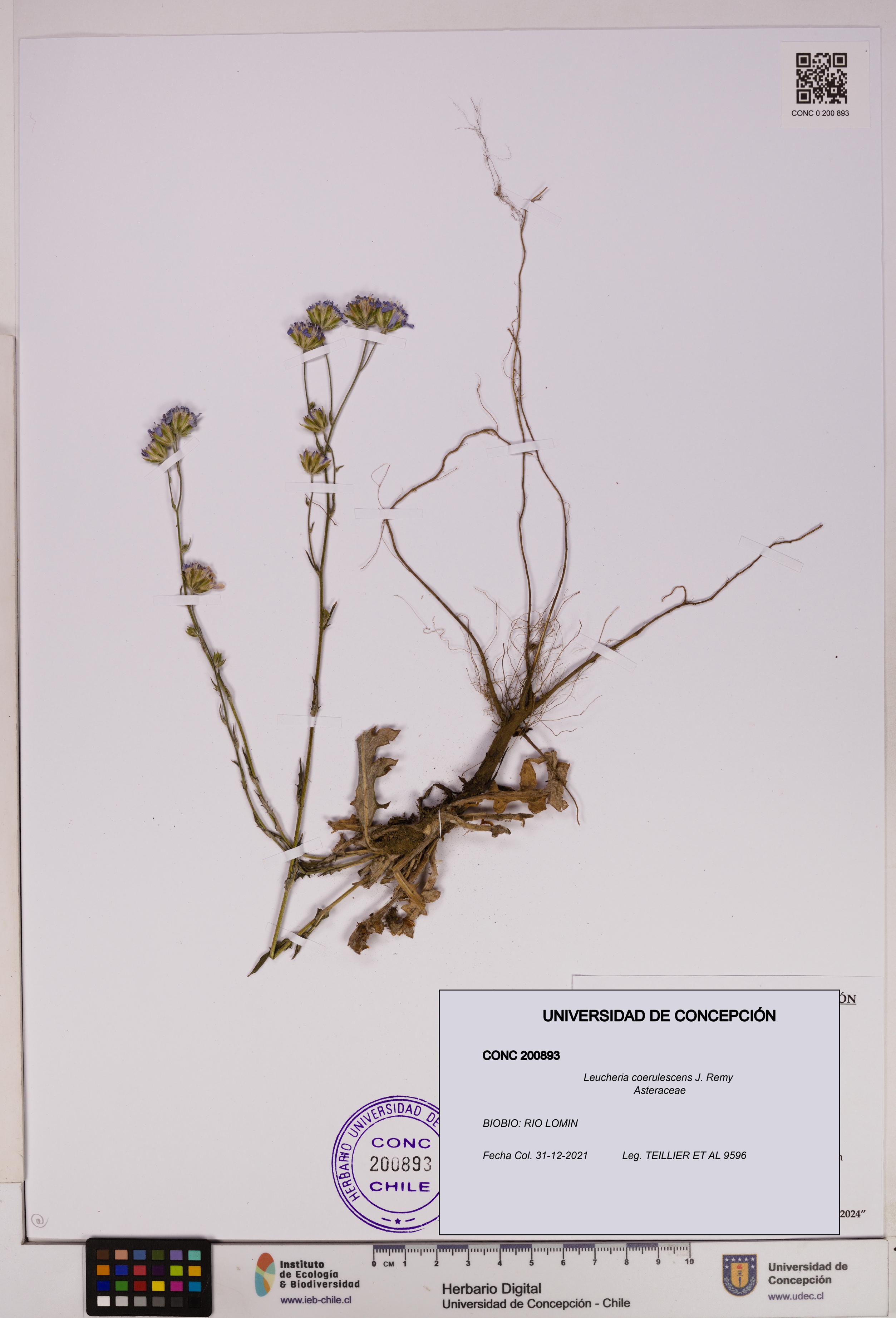 Leucheria coerulescens [Espécimen: UDEC:CONC:0200893]