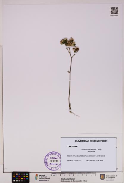 Leucheria coerulescens [Espécimen: UDEC:CONC:0200894]