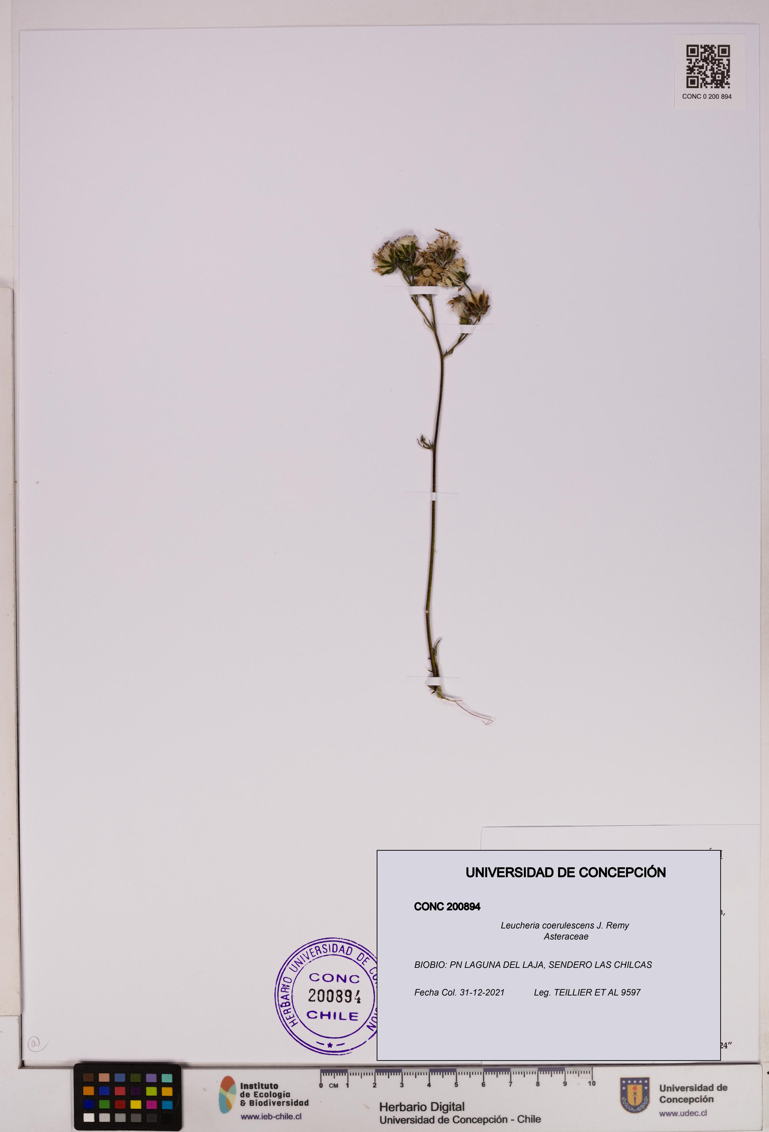 Leucheria coerulescens [Espécimen: UDEC:CONC:0200894]