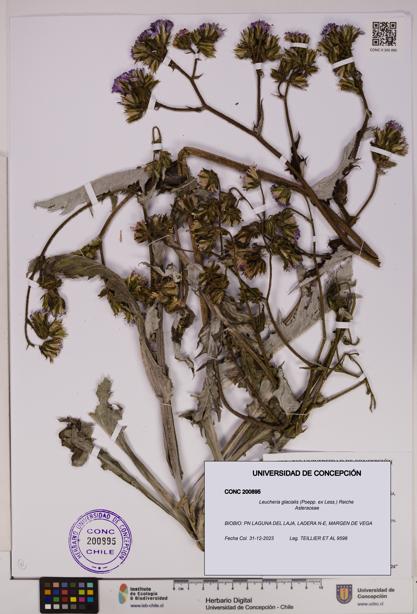 Leucheria glacialis [Espécimen: UDEC:CONC:0200895]