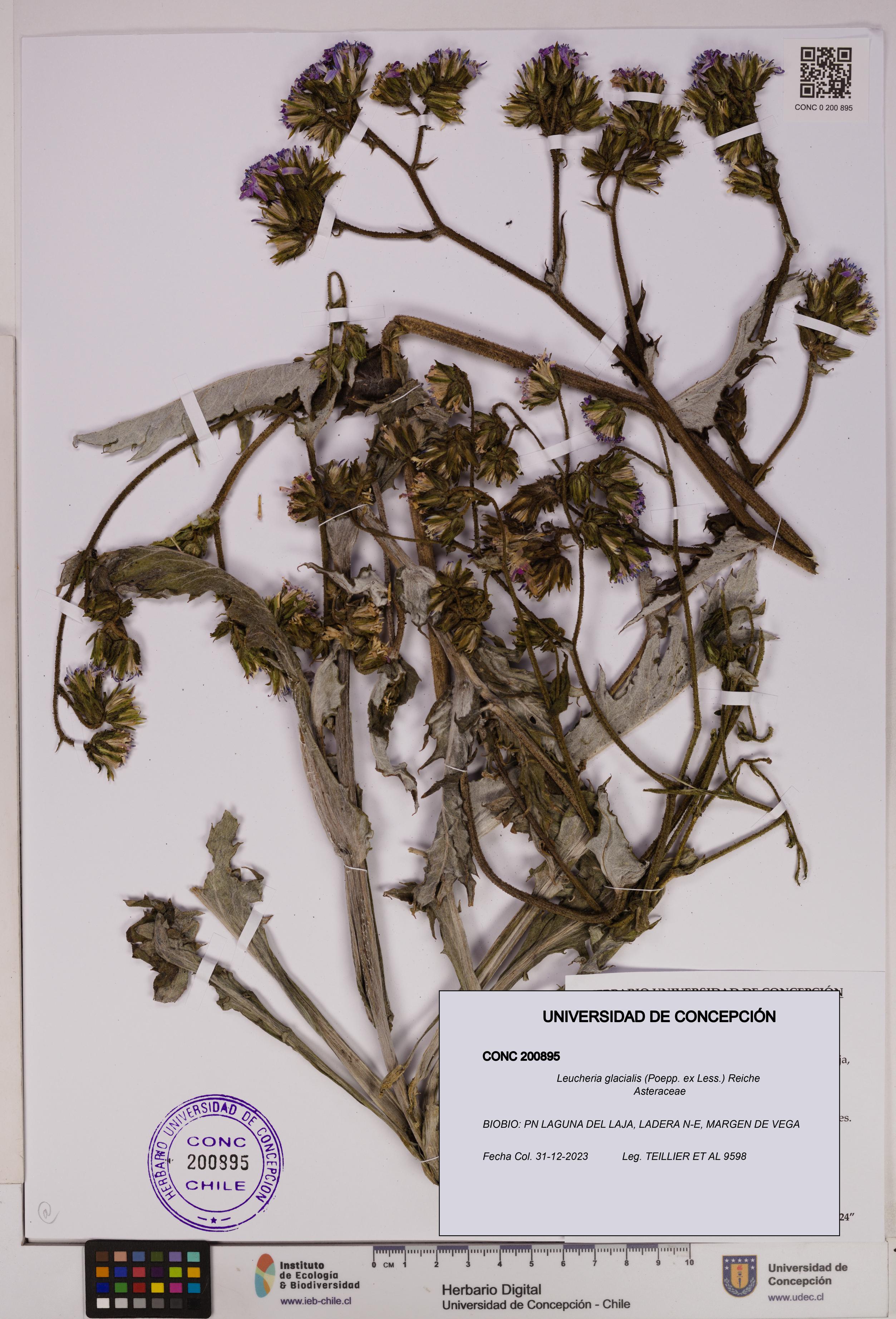 Leucheria glacialis [Espécimen: UDEC:CONC:0200895]