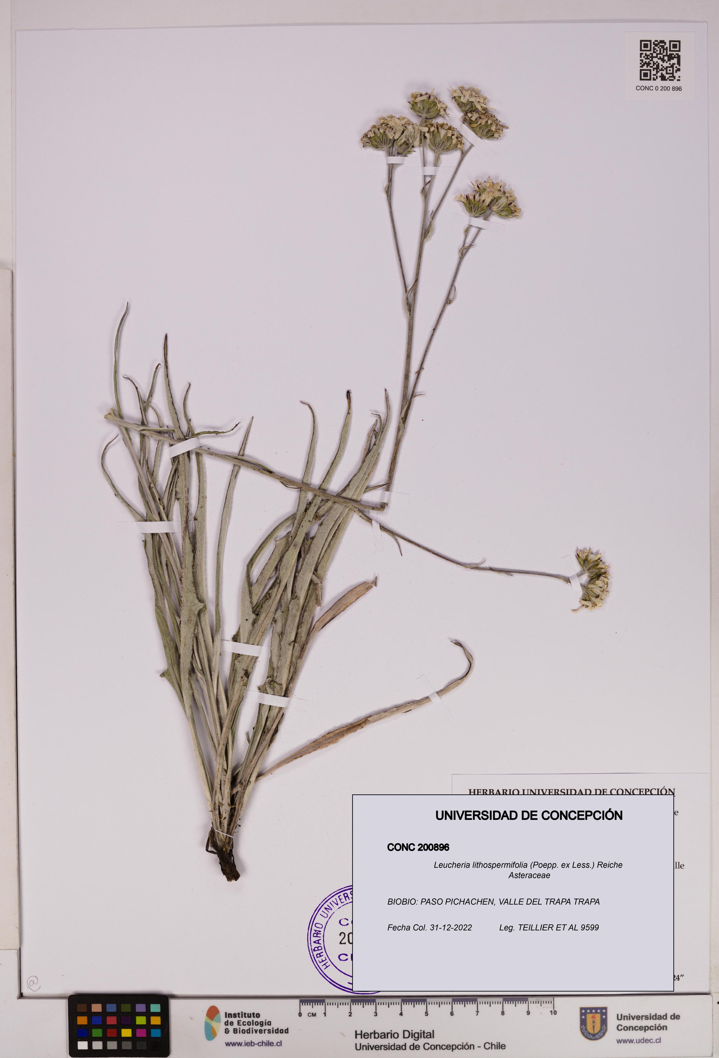 Leucheria lithospermifolia [Espécimen: UDEC:CONC:0200896]