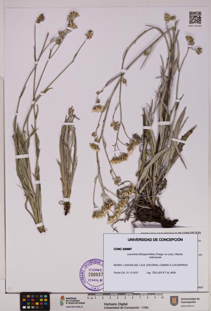 Leucheria lithospermifolia [Espécimen: UDEC:CONC:0200897]