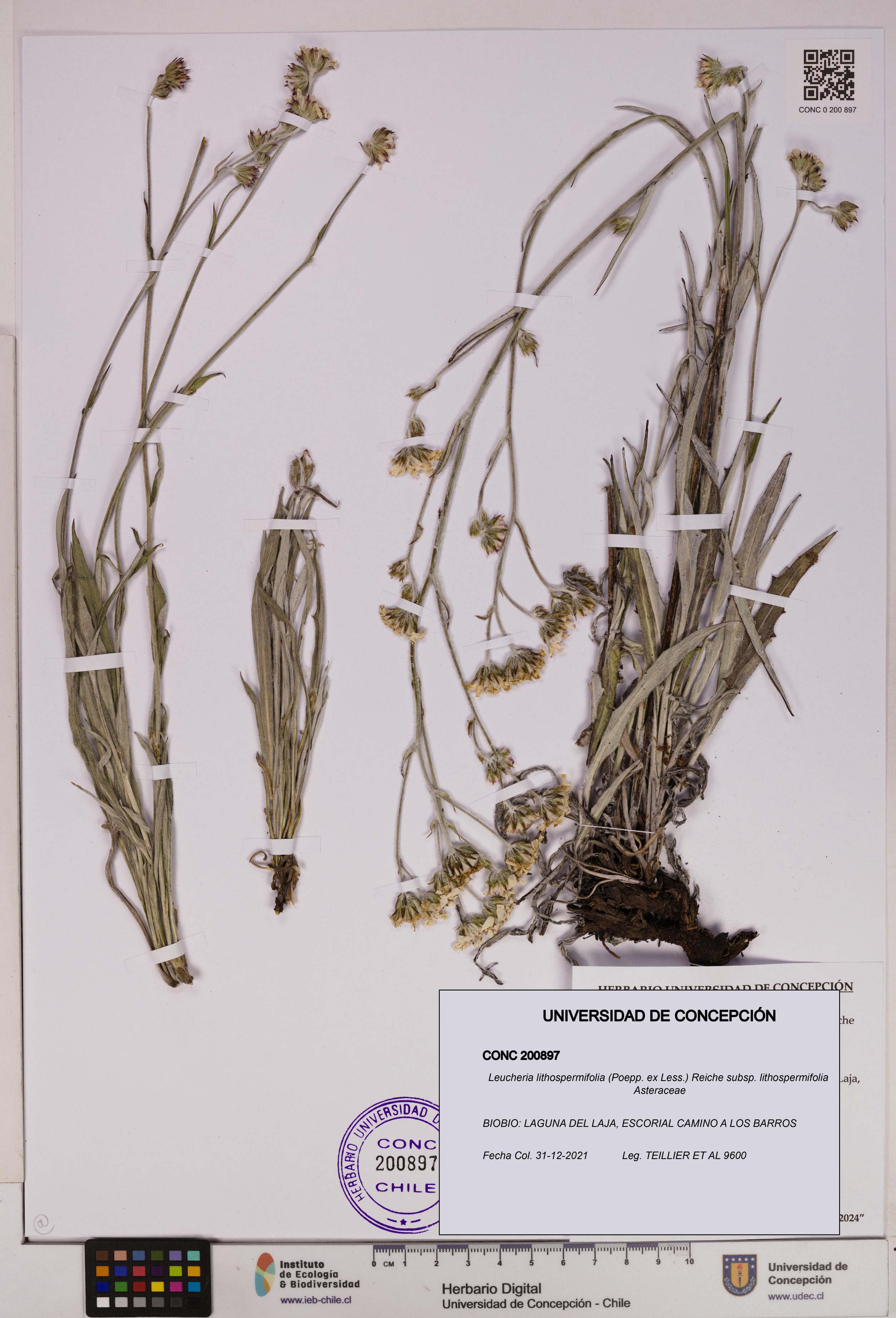 Leucheria lithospermifolia subsp. lithospermifolia [Espécimen: UDEC:CONC:0200897]