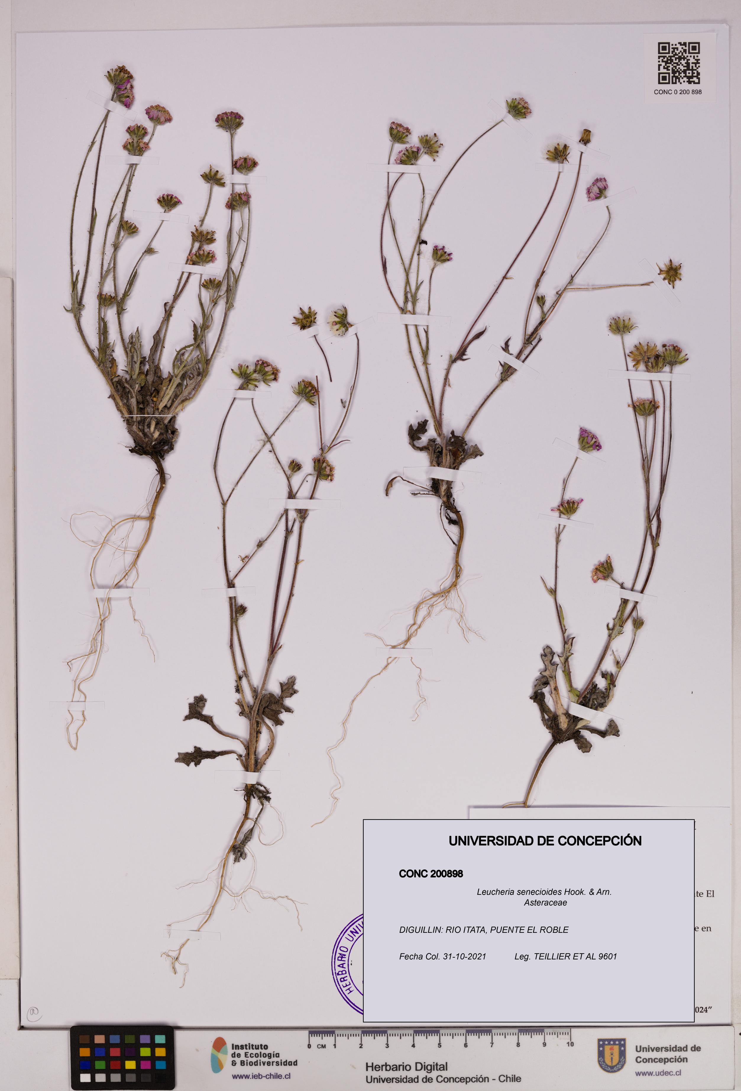 Leucheria senecioides [Espécimen: UDEC:CONC:0200898]