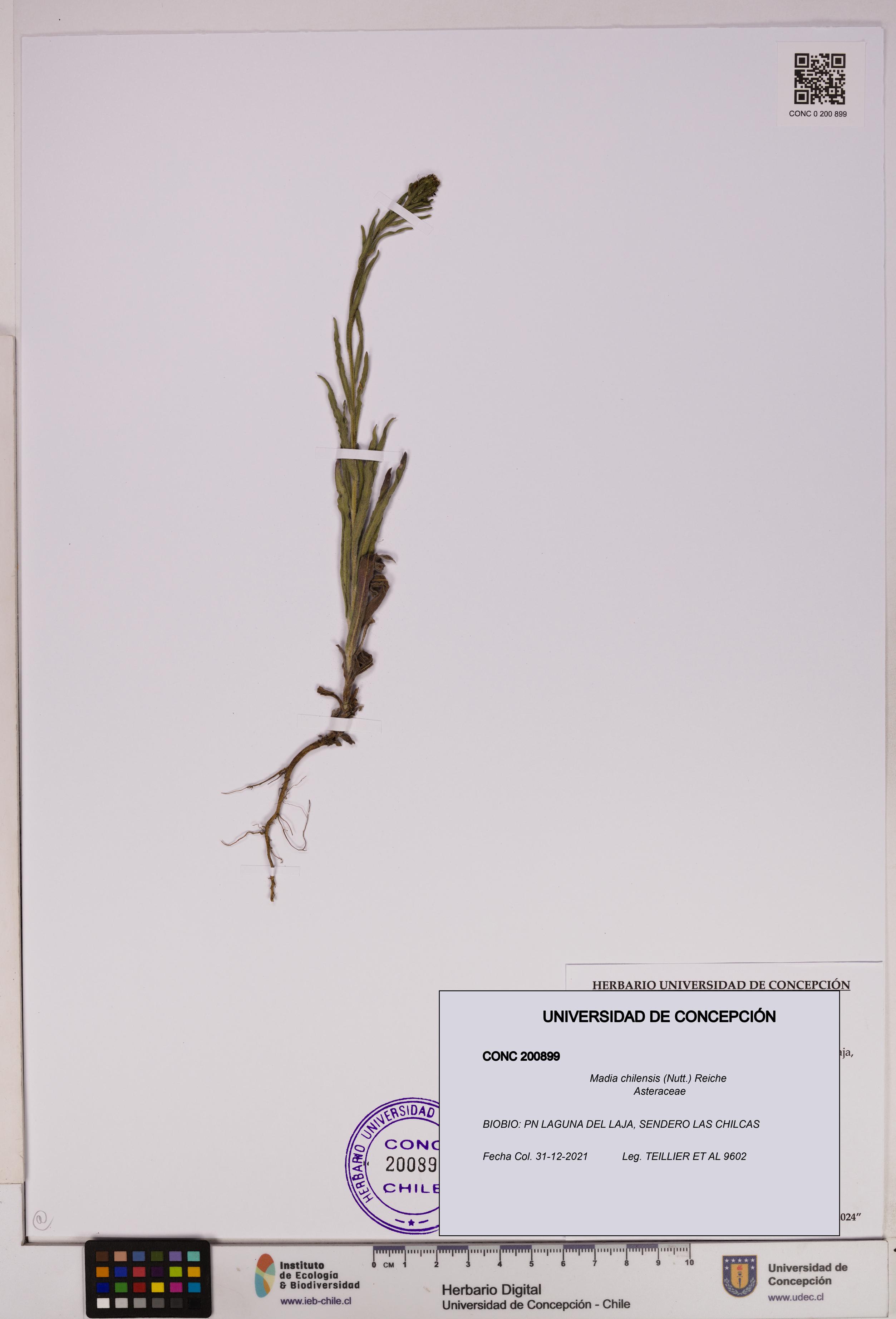 Madia chilensis [Espécimen: UDEC:CONC:0200899]