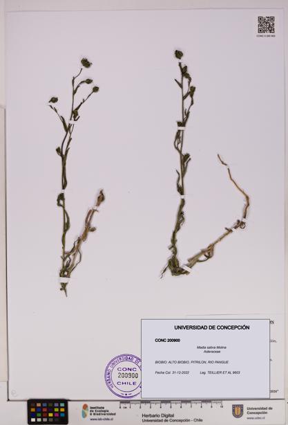 Madia sativa [Espécimen: UDEC:CONC:0200900]